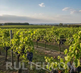 Sarma de otel zincatathumb image - 2