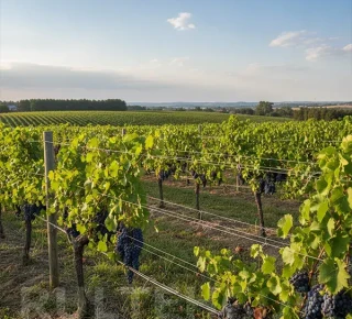 Sarma de otel zincatathumb image - 2